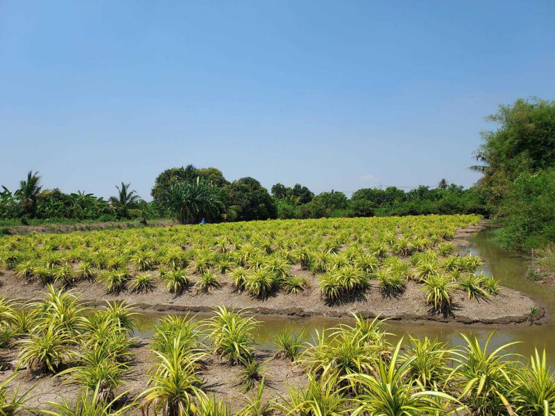 ที่ดิน 20000000 นนทบุรี บางใหญ่ บางม่วง